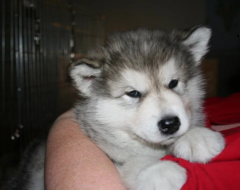 Grau-weißer Alaskan-Malamute-Welpe auf dem Arm eines Menschen.
