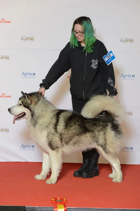 Grau-weißer Alaskan Malamute steht seitlich neben seiner Vorführerin.