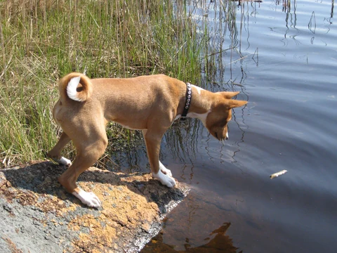 Basenji am steinigen Ufer mit gesenktem Kopf über dem Wasser.