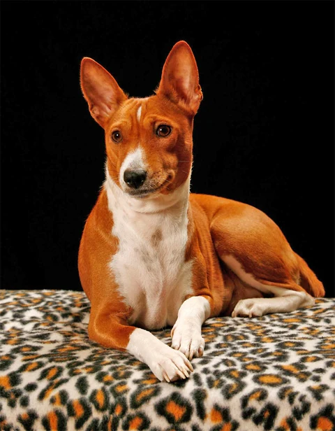 Rot-weiße Basenji-Hündin Iside liegt aufmerksam auf einer Decke.