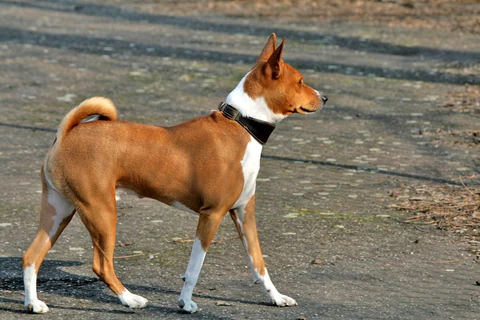 Rotweißer Basenji steht seitlich auf einem Weg.