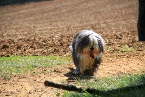 Bearded Collie mit langem grau-weißem Fell steht auf einem Weg.