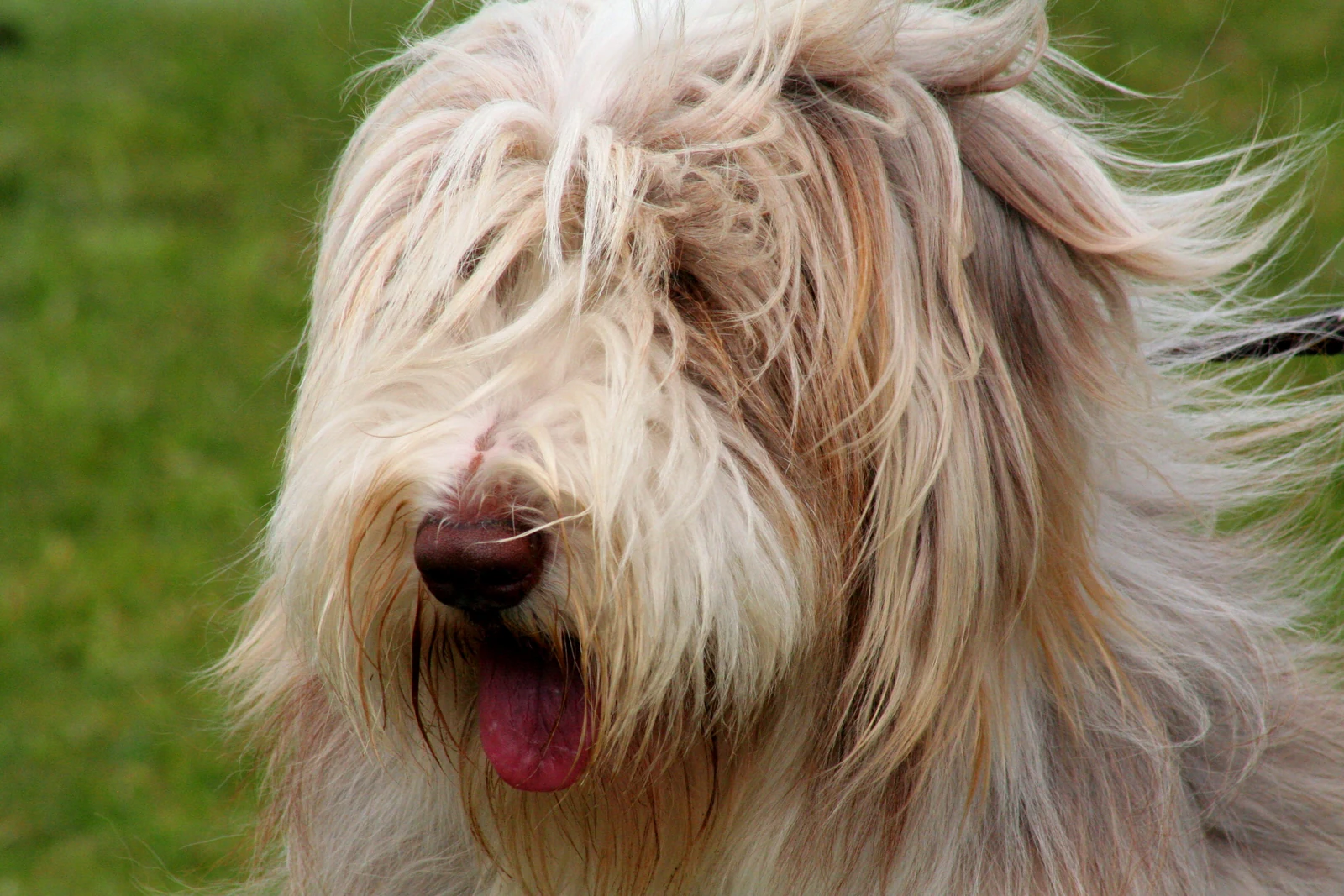 Heller Bearded Collie im Porträt mit langem Haar über Stirn und Fang.