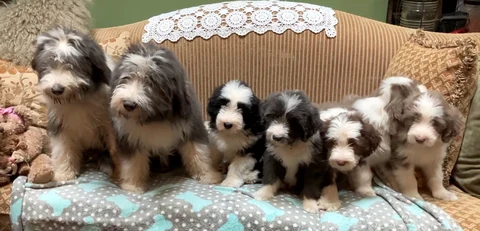 Mehrere junge Bearded Collies sitzen nebeneinander auf einem Sofa.