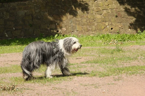 Grau-weißer Bearded Collie Don in seitlicher Ansicht auf einem Gartenweg.