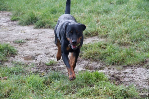 Beauceron Samy läuft mit einem Tennisball im Maul über einen Weg.