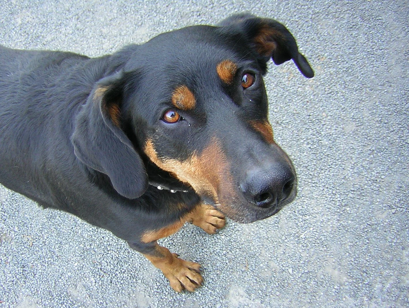 Schwarzmarkener Beauceron blickt mit natürlichen Hängeohren nach oben.