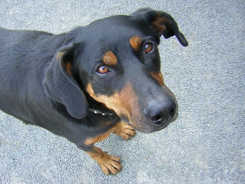 Schwarzmarkener Beauceron blickt mit natürlichen Hängeohren nach oben.