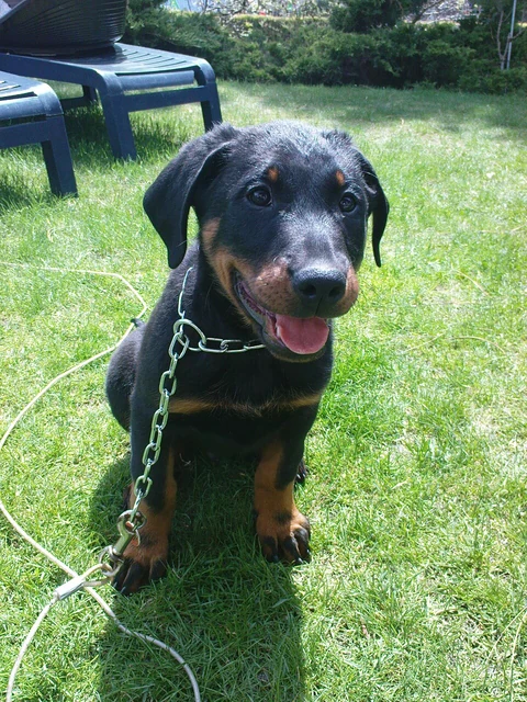 Schwarz-roter Beauceronwelpe sitzt auf einer Wiese.