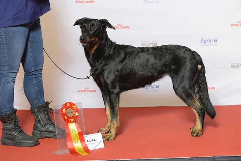 Schwarz-roter Beauceron steht seitlich bei einer Hundeausstellung.