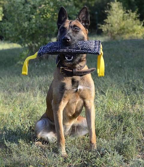 Malinois sitzt im Gras und hält ein Beißkissen im Maul.