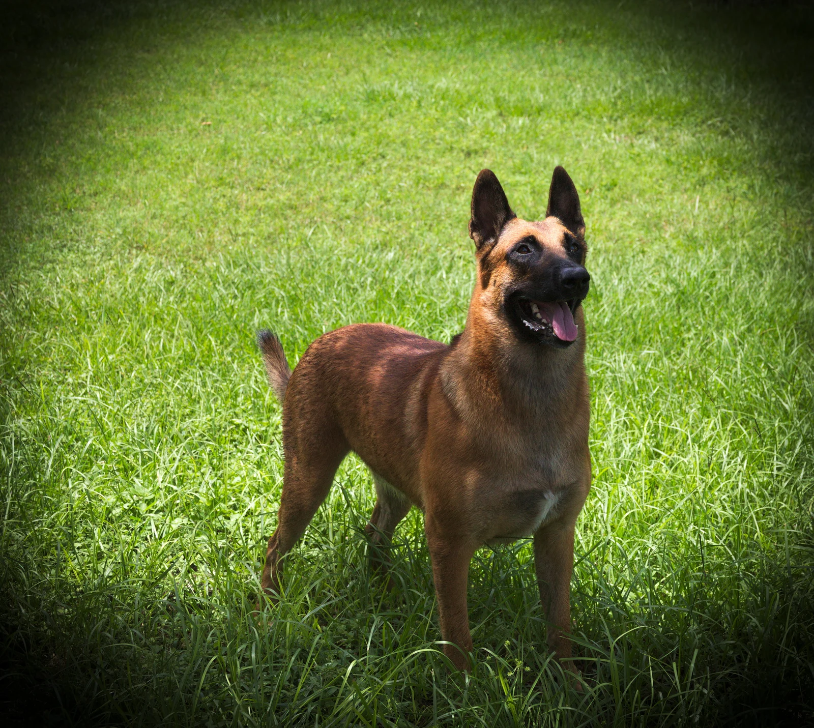 Malinois steht aufmerksam im Gras.
