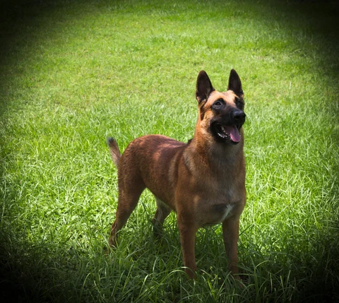 Malinois steht aufmerksam im Gras.