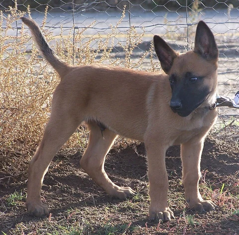 Malinoiswelpe steht mit aufgerichteten Ohren auf erdigem Boden.