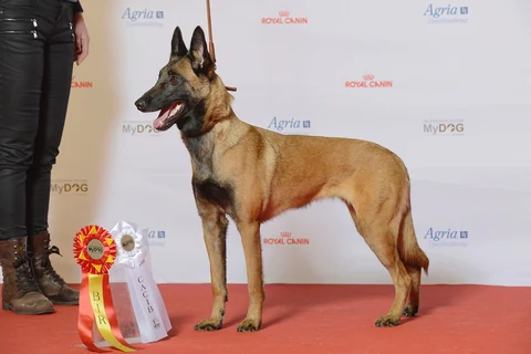Malinois Krokasmedens Epic steht seitlich bei einer Hundeausstellung.