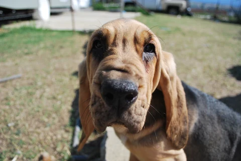 Kopfporträt eines jungen Bloodhounds mit langen Ohren.