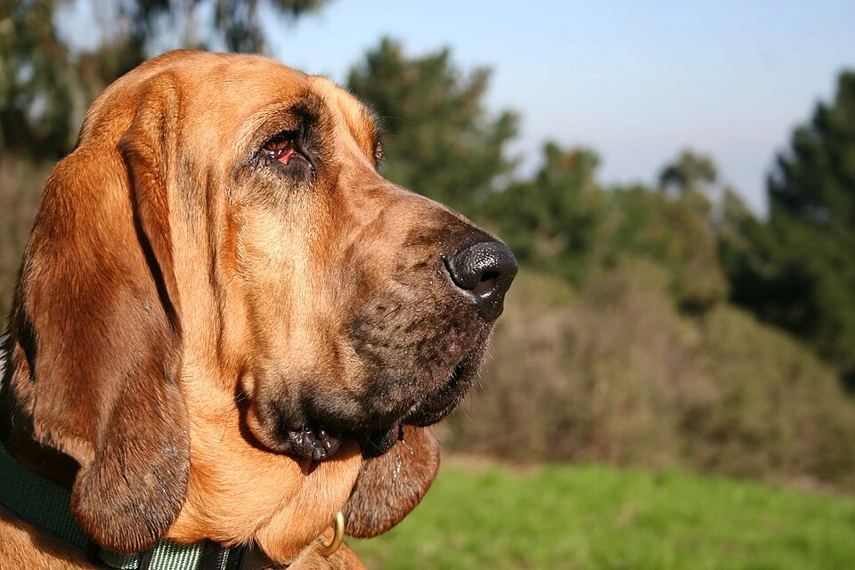 Bloodhound mit rotbraunem Fell und langen Hängeohren im Porträt.