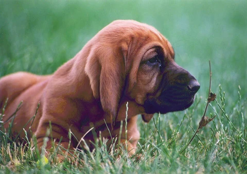 Junger roter Bloodhound mit langen Ohren im Gras.