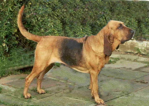 Schwarzbrauner Bloodhound in der Seitenansicht auf einem gepflasterten Weg.