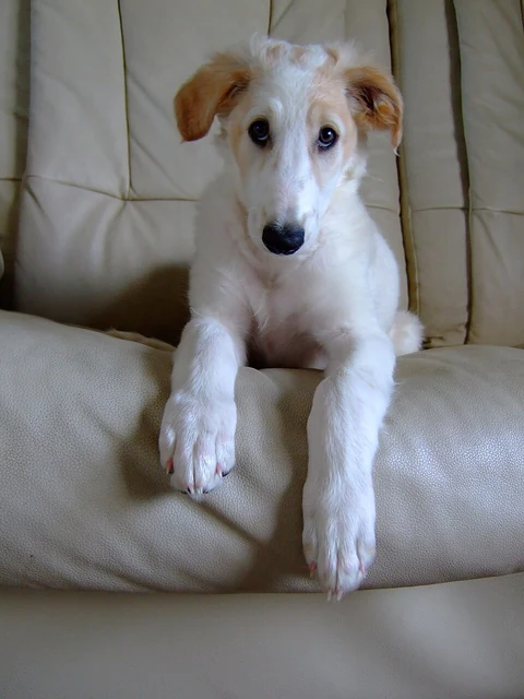 Weißer Barsoiwelpe mit hellbraunen Ohren liegt auf einem Sofa.