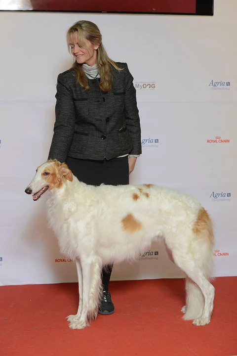 Weißgoldener Barsoi steht seitlich auf dem roten Boden einer Hundeausstellung.