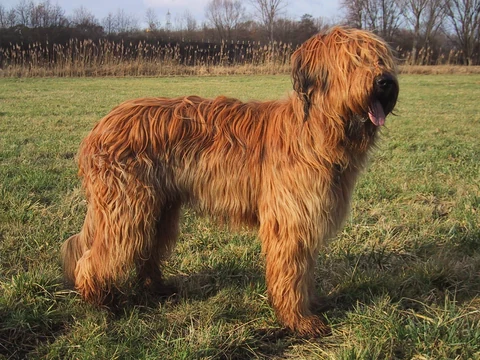 Fauvefarbener Briard mit langem, gewelltem Fell steht auf einer Wiese.