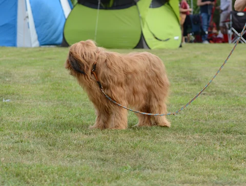 Briard wartet an der Leine auf dem Rasen einer Hundeausstellung.