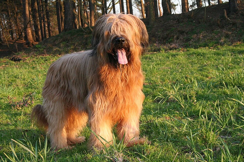Fauvefarbener Briard steht auf einer Wiese.