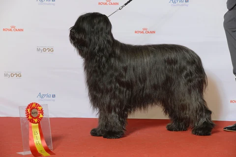 Schwarzer Briard steht bei einer Hundeausstellung in Seitenansicht.