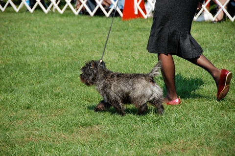 Dunkler Cairn Terrier trabt an der Leine über Gras.