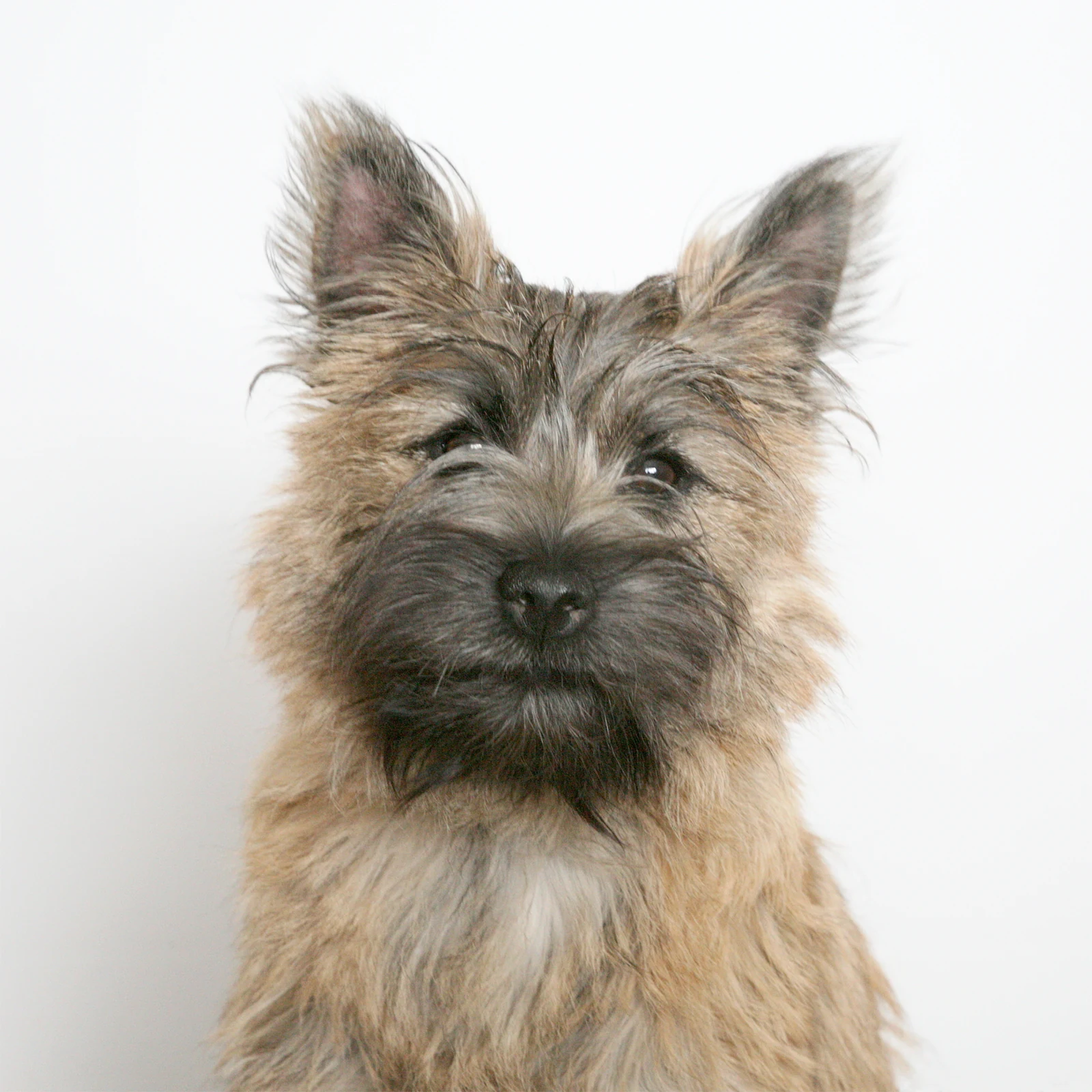 Cairn Terrier mit rauem graubraunem Fell im frontalen Porträt.