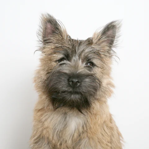 Cairn Terrier mit rauem graubraunem Fell im frontalen Porträt.
