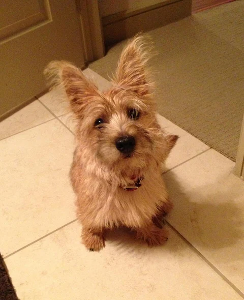 Junger rotbrauner Cairn Terrier sitzt auf einem Fliesenboden.