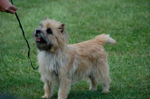 Heller Cairn Terrier steht an lockerer Leine im Gras.