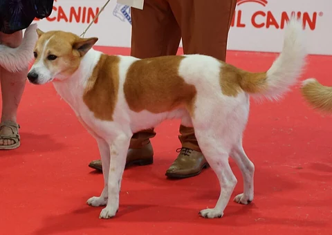 Rot-weiß gescheckter Kanaanhund mit aufgerichteten Ohren bei einer Hundeausstellung.