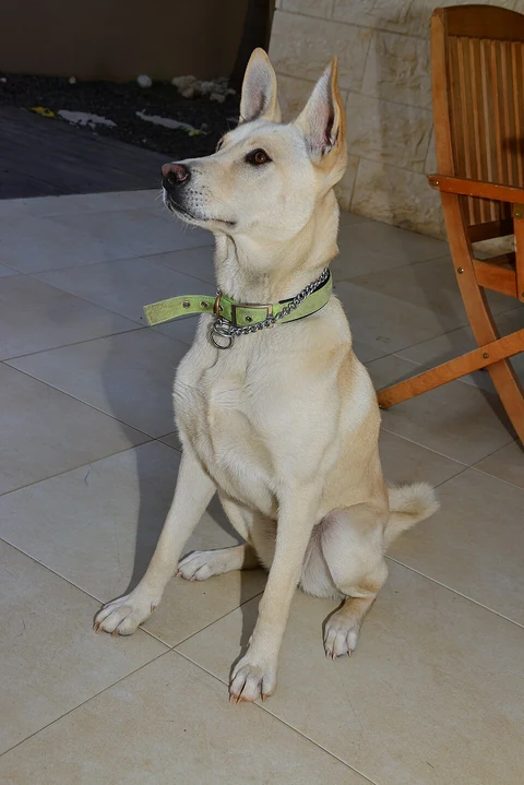 Heller Kanaanhund mit aufgerichteten Ohren sitzt auf einer gefliesten Terrasse.