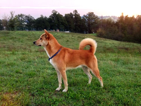 Rotbrauner Kanaan-Hund steht seitlich auf einer Wiese.