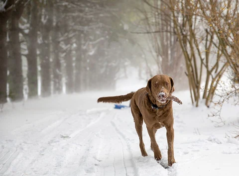 Chesapeake Bay Retriever läuft mit einem Spielzeug durch den Schnee.