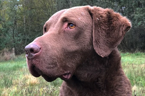 Brauner Chesapeake Bay Retriever im Porträt vor grünem Hintergrund.