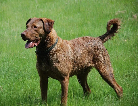 Chesapeake Bay Retriever mit nassem braunem Fell steht seitlich auf einer Wiese.