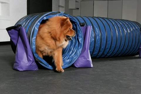 Chow Chow kommt aus einem blauen Agilitytunnel.