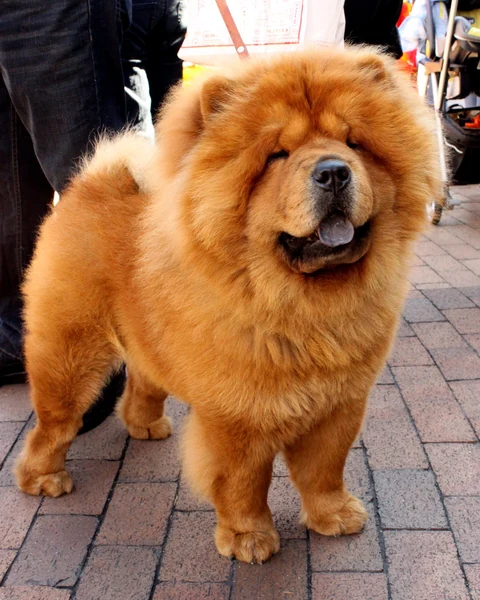 Roter Chow Chow steht auf gepflastertem Boden.