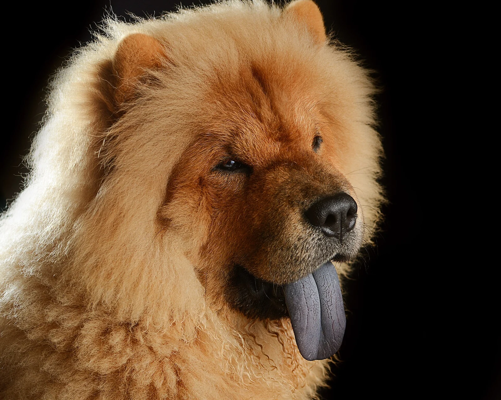 Roter Chow Chow im Porträt mit sichtbarer dunkler Zunge.
