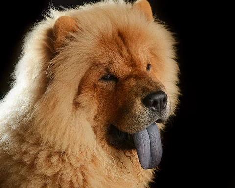 Retrato de un chow chow rojo con la lengua oscura a la vista.