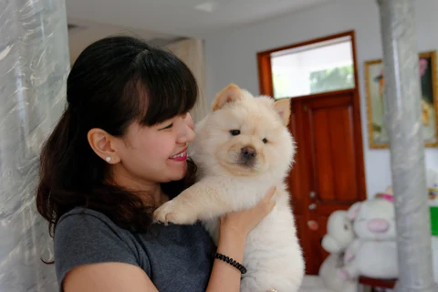 Eine Person hält einen cremefarbenen Chow-Chow-Welpen auf dem Arm.
