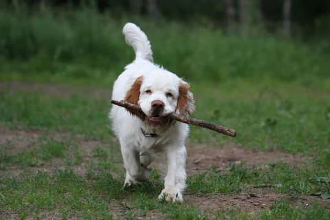 Clumber Spaniel läuft mit einem Stock im Maul über einen Waldweg.