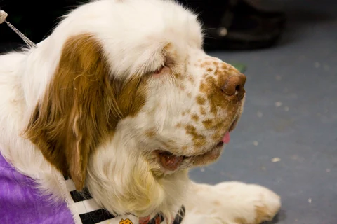 Seitliches Kopfporträt eines Clumber Spaniels mit orangefarbenen Abzeichen.