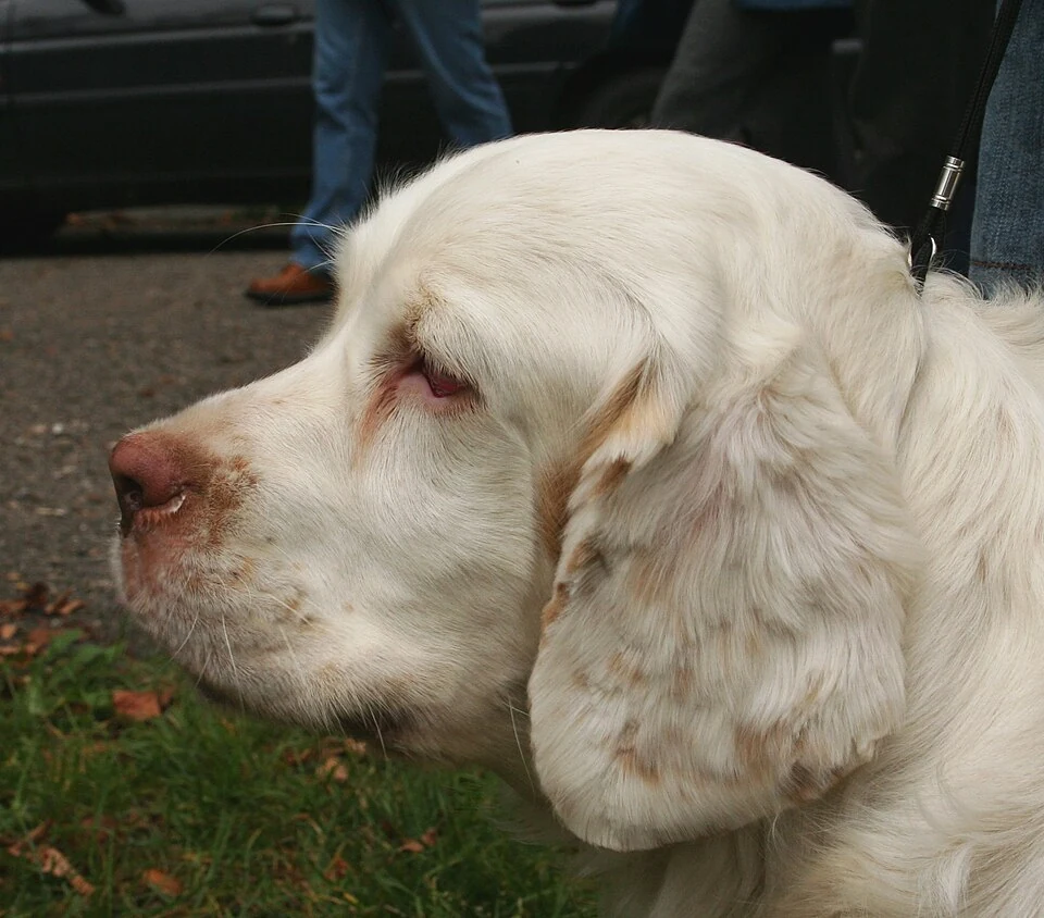 Clumber Spaniel mit weißem Fell im Kopfporträt.