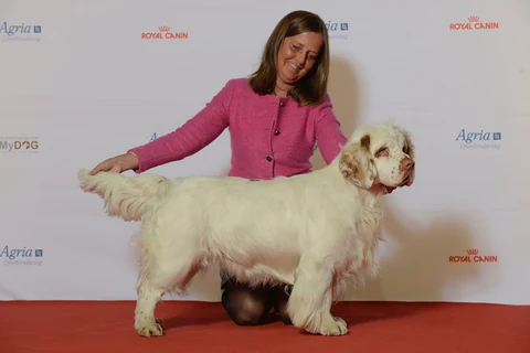 Clumber Spaniel in Seitenansicht auf einer Hundeausstellung.