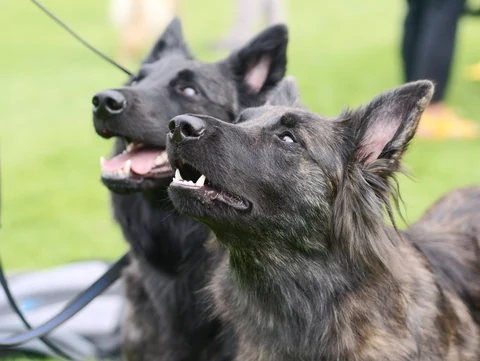 Zwei langhaarige Holländische Schäferhunde schauen nach oben.